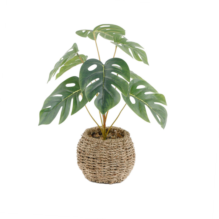 15"H Split Leaf in 6" Basket 6X6X4.25