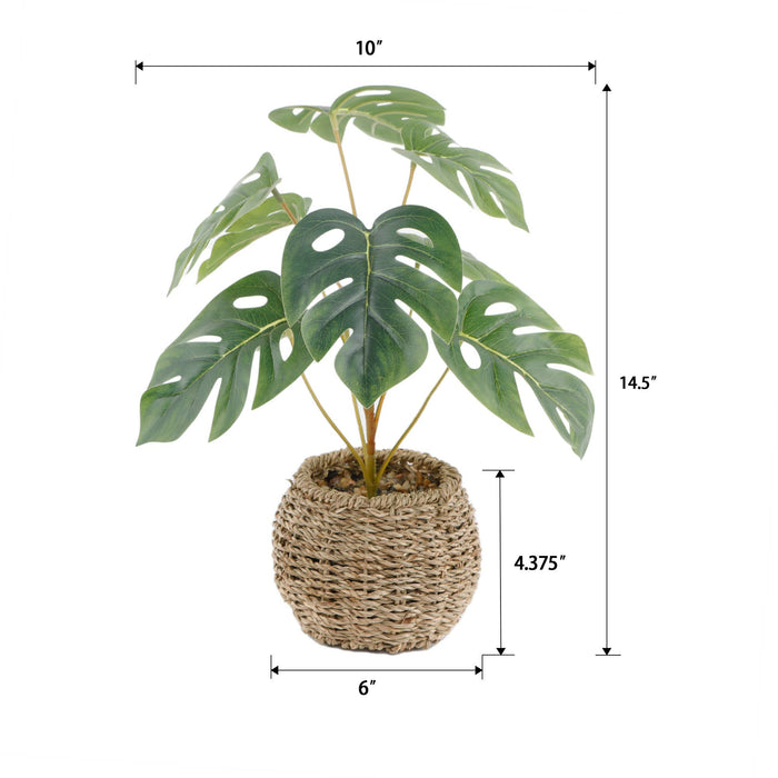 15"H Split Leaf in 6" Basket 6X6X4.25