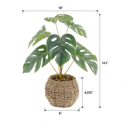 15"H Split Leaf in 6" Basket 6X6X4.25